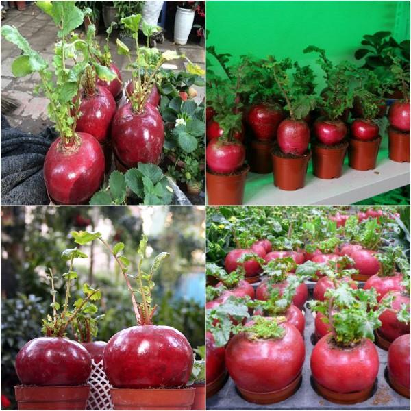 32B HẠT CỦ CẢI ĐỎ MAY MẮN KHỔNG LỒ