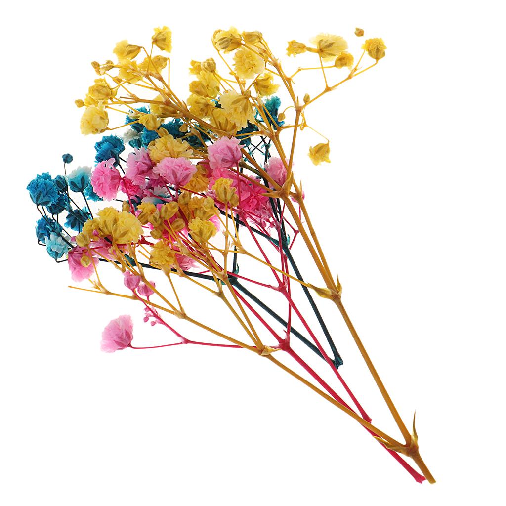 Túi Hoa Ép Khô Dùng Trang Trí Thủ Công Đa Năng