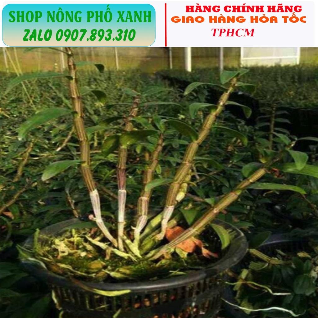 Chậu trồng thủy canh, trồng lan, phôi bonsai thoát nước tốt thông thoáng nhiều size