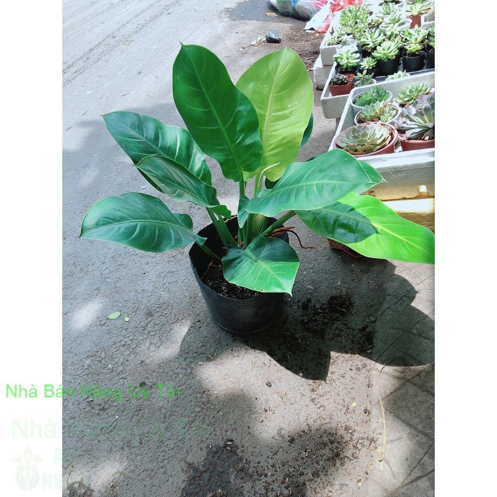 Bụi trầu bà đế vương
