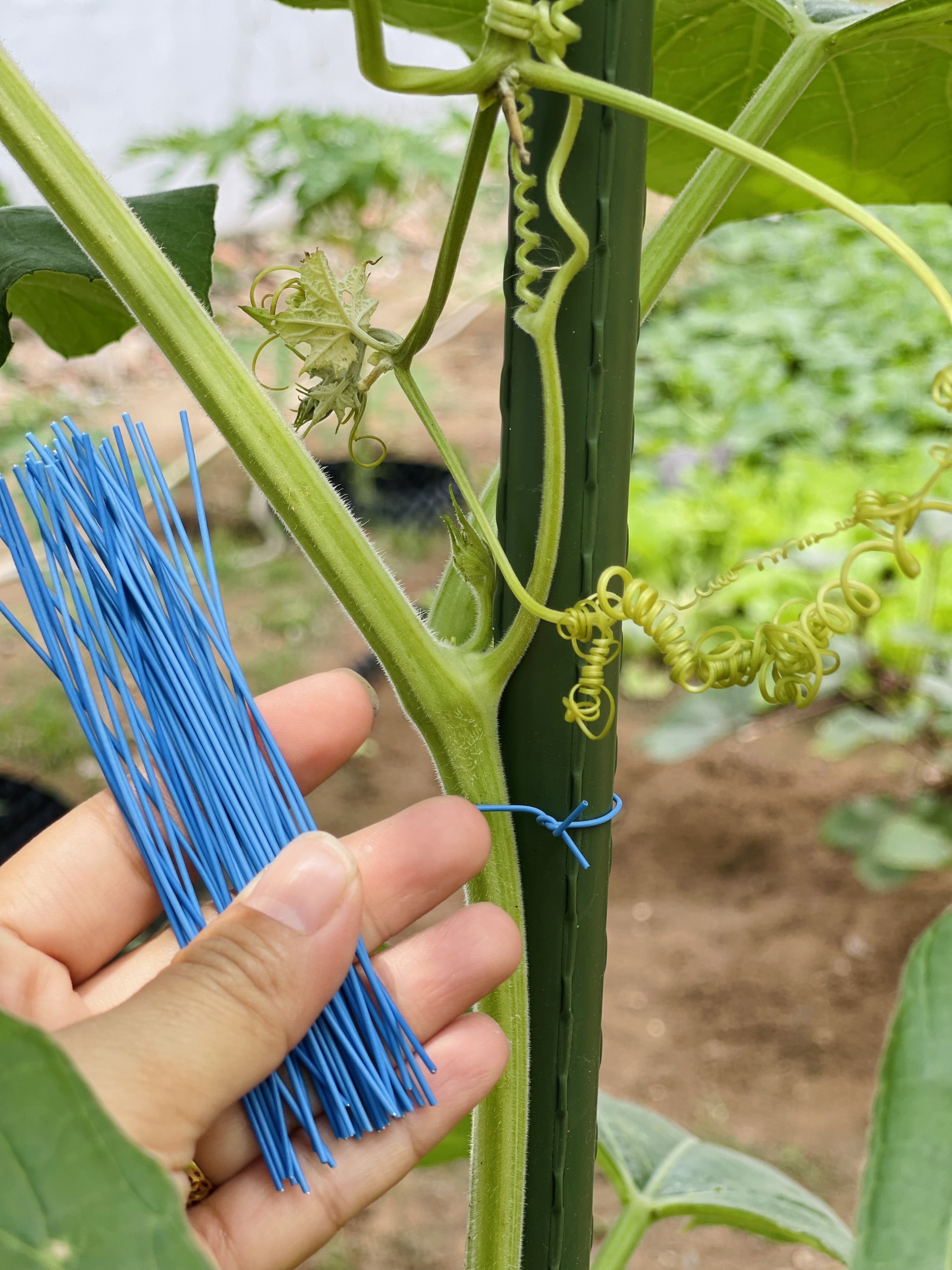100 dây kẽm bọc nhựa 10cm