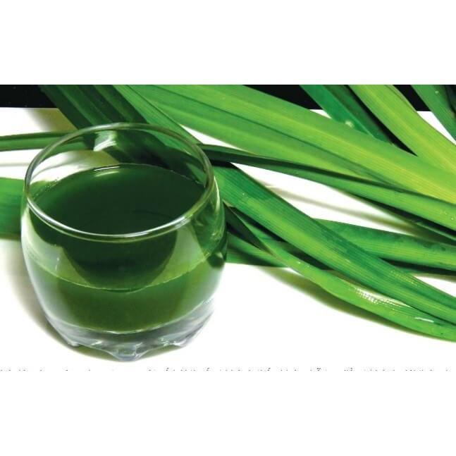 CÂY GIỐNG LÁ NẾP