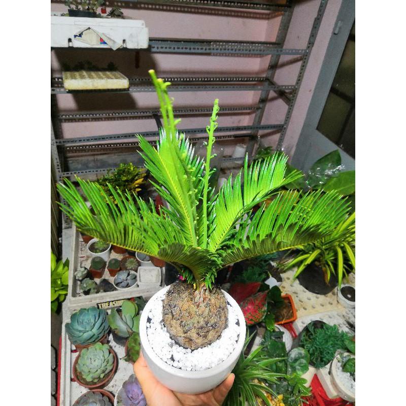 Chậu cây vạn tuế Bán Chạy