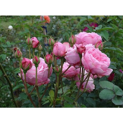 Cây hoa hồng ngoại Miyako siêu đẹp