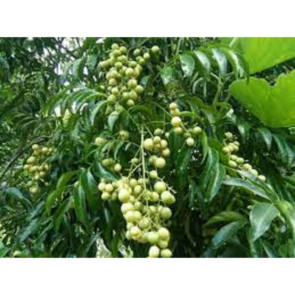 Lá cây Mắc mật.