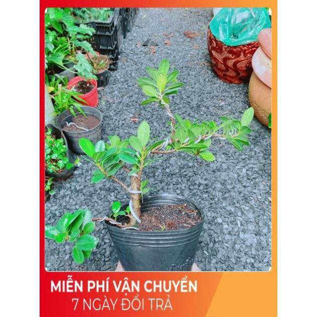 Cây Da Nhật Bonsai