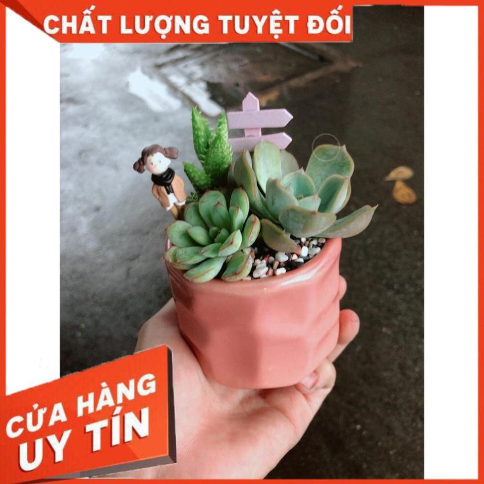 Chậu sen đá tiểu cảnh 6