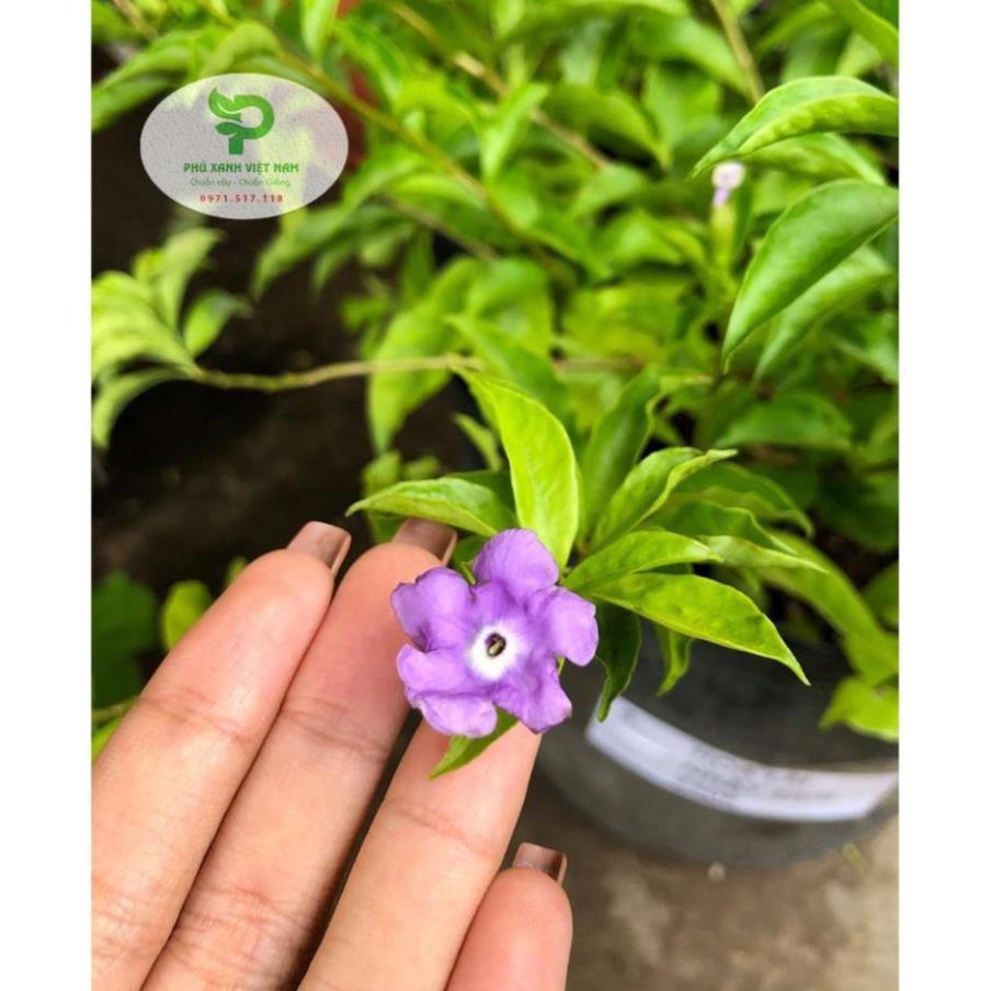 Hoa Nhài Nhật Hoa Đẹp, Dáng Cao, Nhiều Nhánh