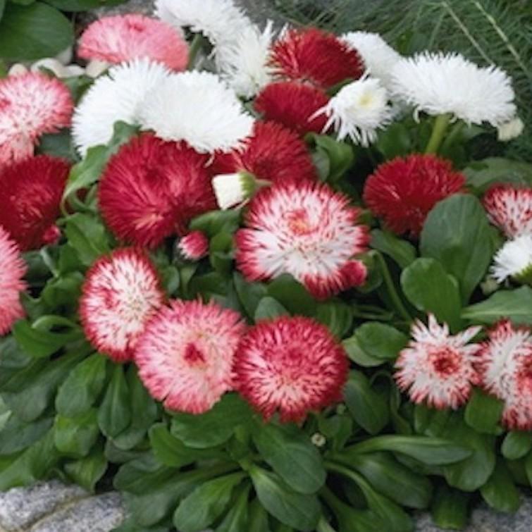 100h Hạt Giống Hoa Cúc Anh Siêu Lùn 15cm Kép