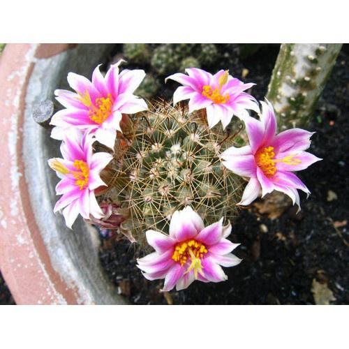 Hạt giống xương rồng memi - gói 20 hạt-tặng kèm gói kích mầm