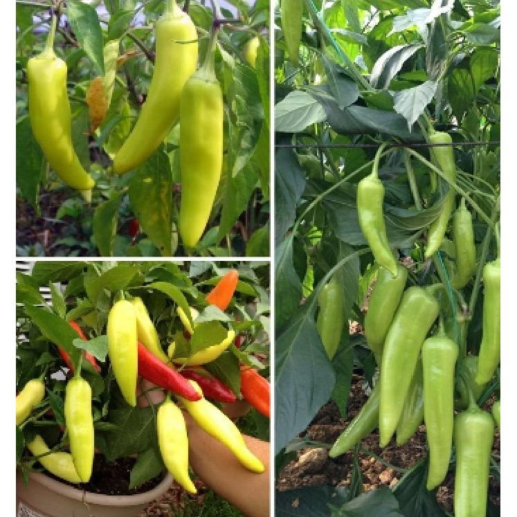 Hạt giống ớt sùng vàng châu phi 0.1gr/gói
