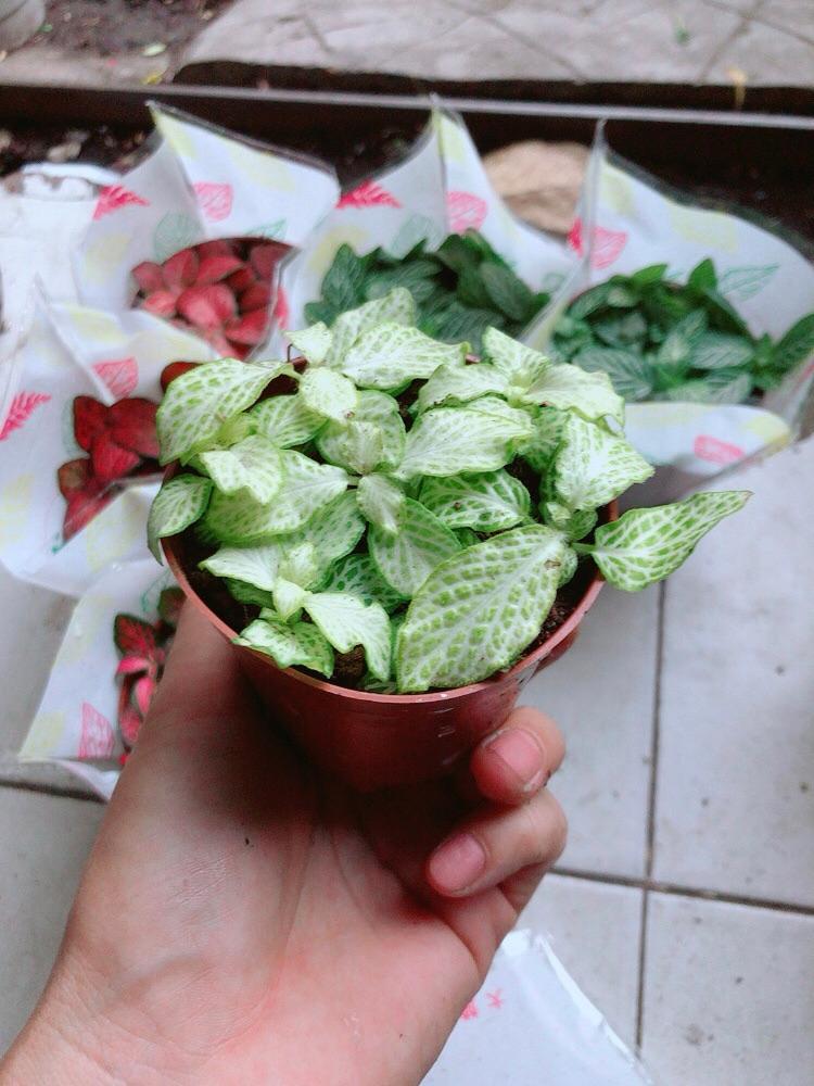 Lá Cẩm Nhung (lá may mắn)