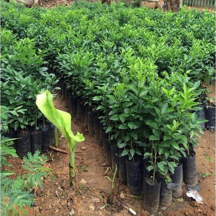 Cây Giống Cam Cara ruột đỏ