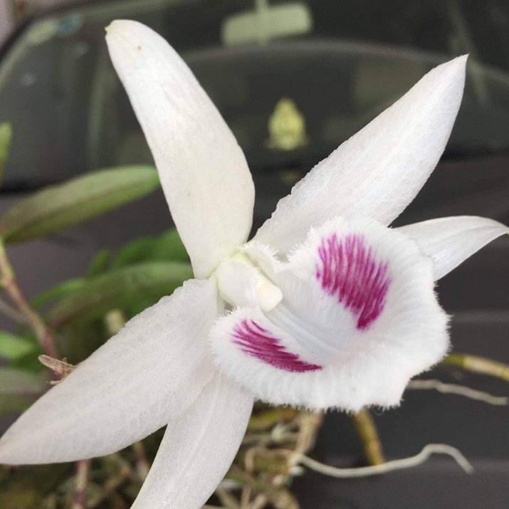 Hoa lan phi điệp - 5ct tiên sa