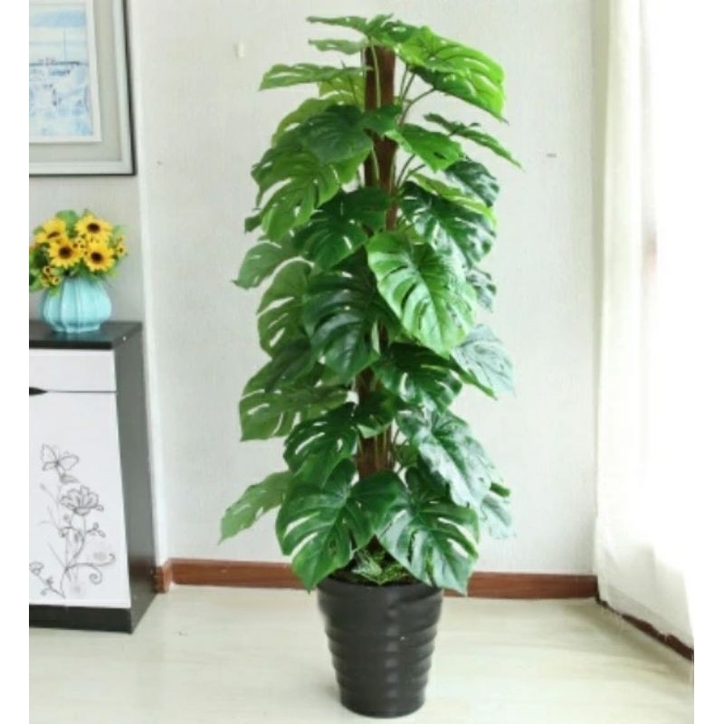 Cây trầu bà lá xẻ - Size 160cm - kèm chậu và sỏi trắng - Cây giả, hoa lụa trang trí nhà cửa