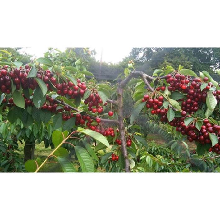 Combo 2 cây CHERRY BRAZIL - loại F1