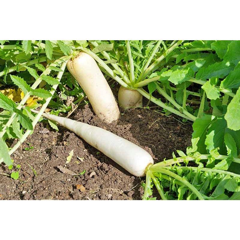 Gói 20g Hạt giống củ cải trắng F1 cao sản