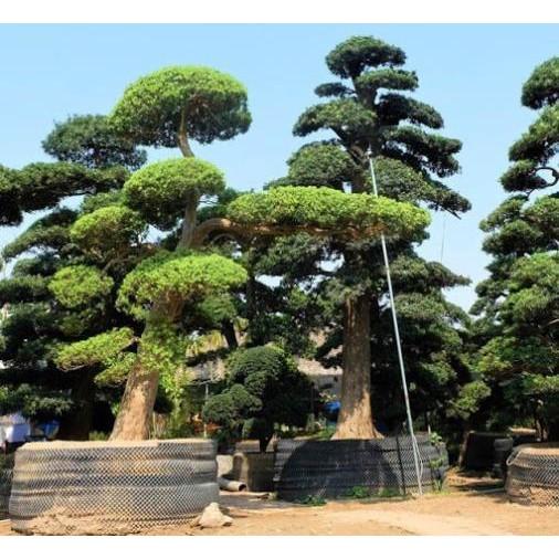 Cây giống tùng la hán khỏe đẹp