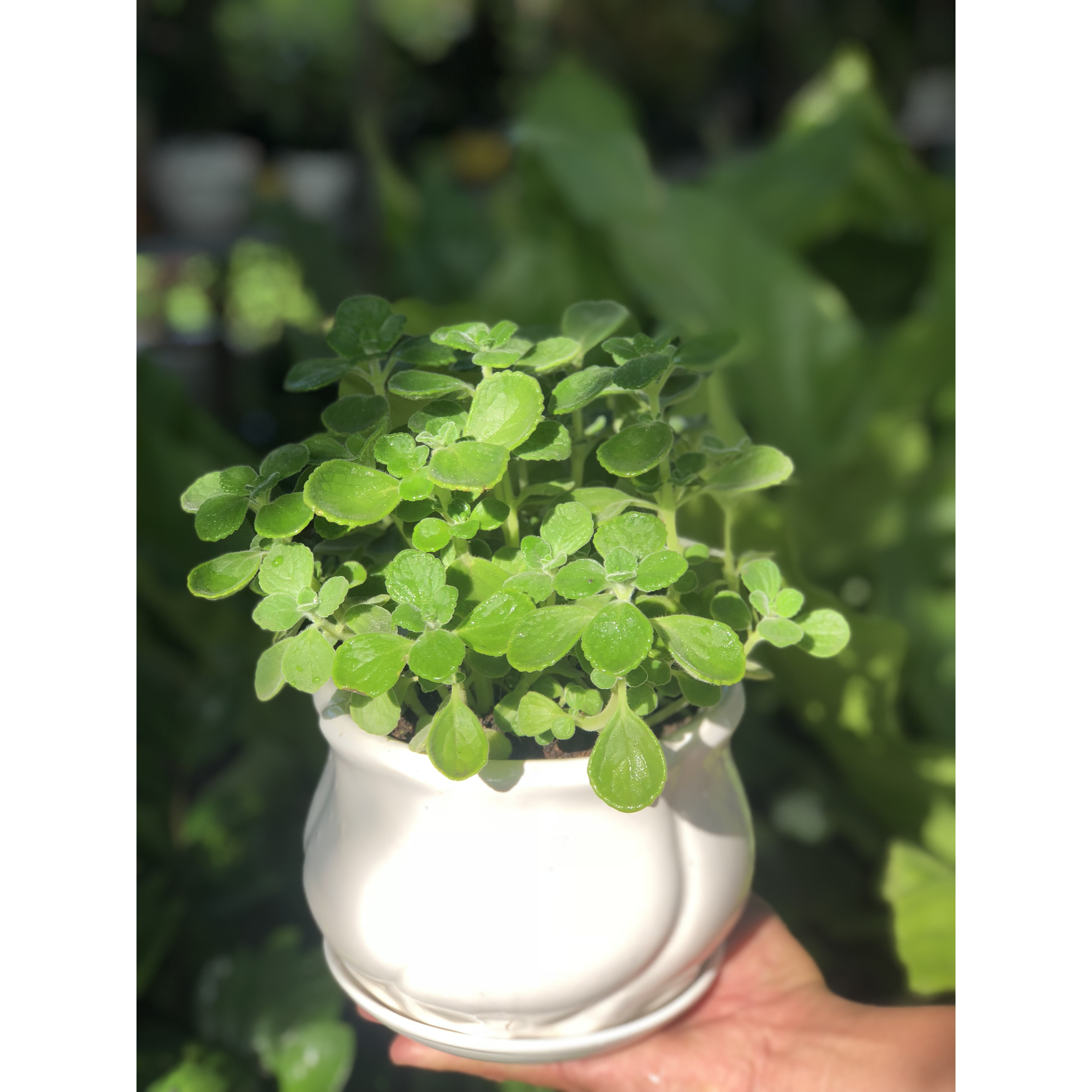 Chậu sứ cây Nhất Mạc Hương tặng kèm đá trang trí