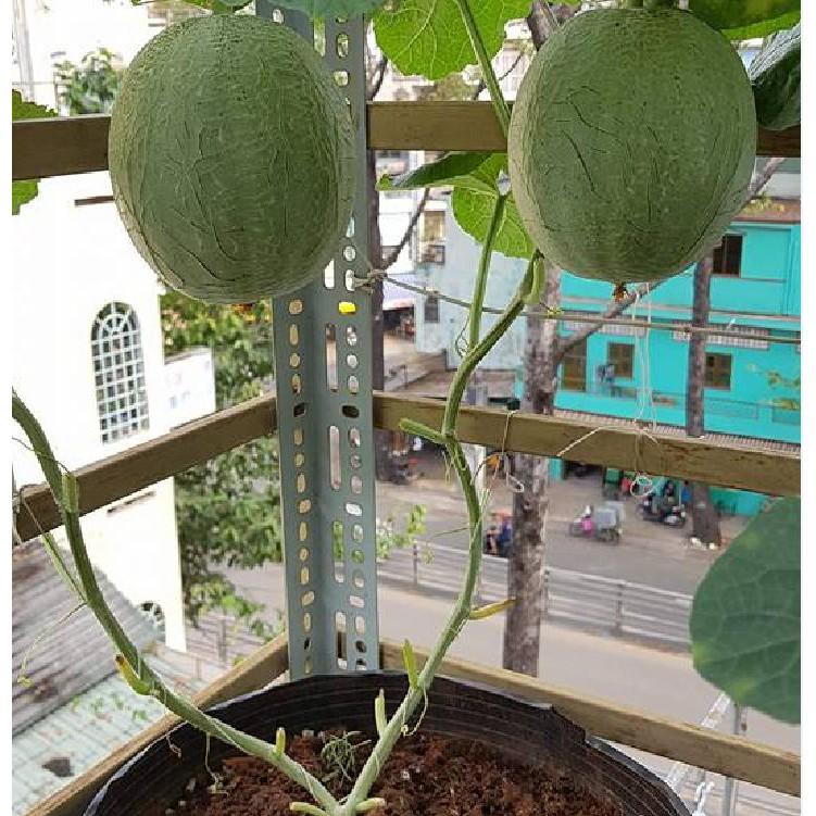 Hạt giống dưa lưới xanh