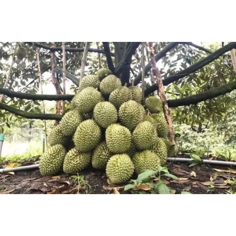 Cây Giống Sầu Riêng Thái Múi Dày Siêu Trái Siêu Sớm
