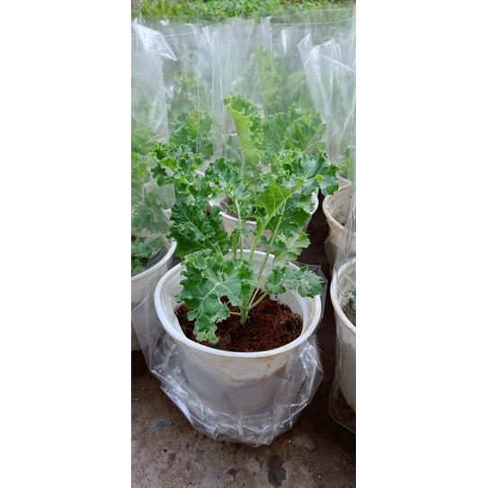 Chậu Cải kale