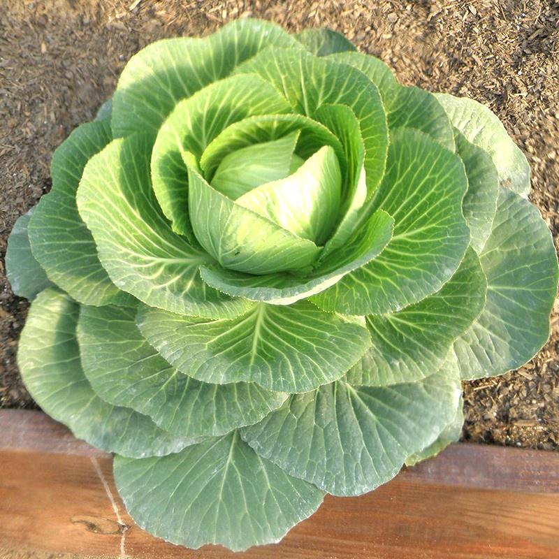 Hạt giống cải bắp baby F1 30 hạt