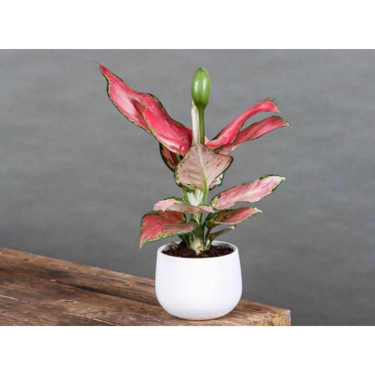 CHẬU CÂY NHƯ Ý,LOÀI CÂY SANG TRỌNG, QUÝ PHÁI, VƯỢNG TÀI LỘC CHO GIA CHỦ + Tặng 01 cây dâu da đất