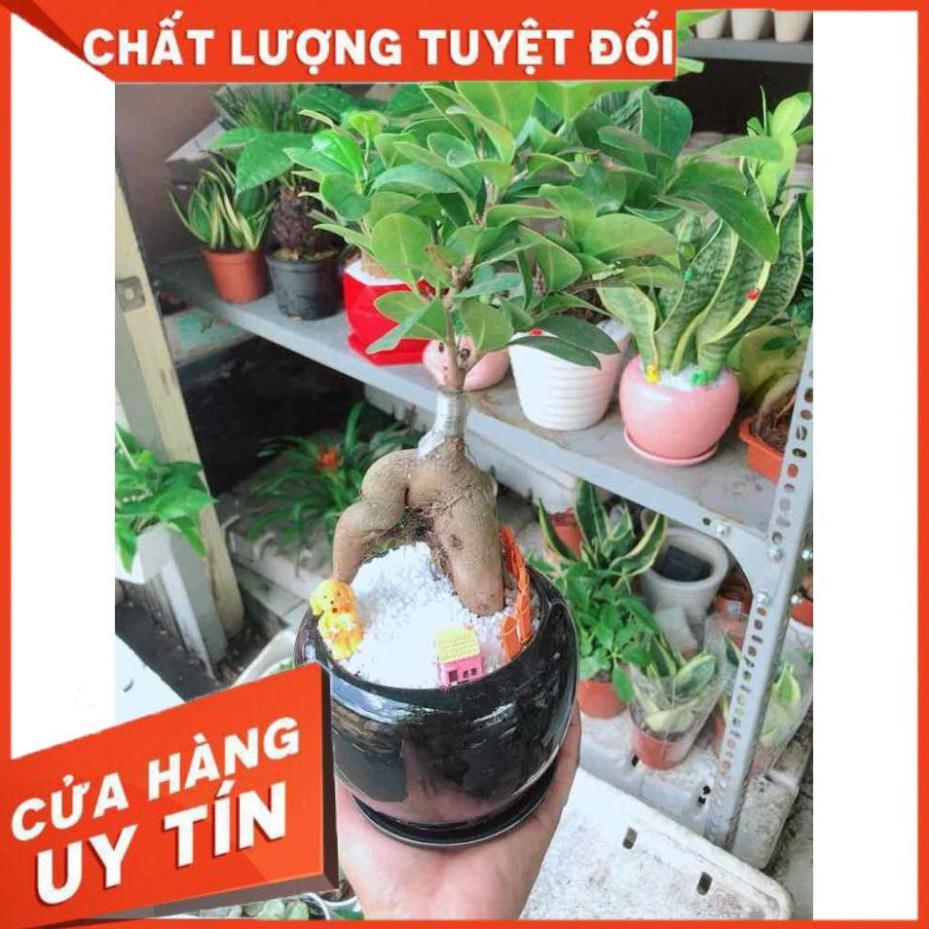 Chậu cây si bonsai Nhiều Người Mua