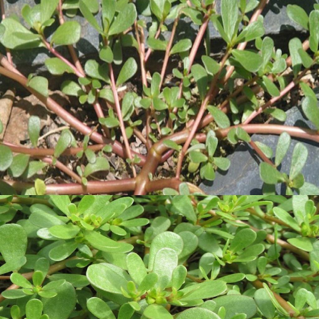 Hạt giống rau sam đất dể trồng f1-gói 0,2gram/tặng kèm gói phân bón lót