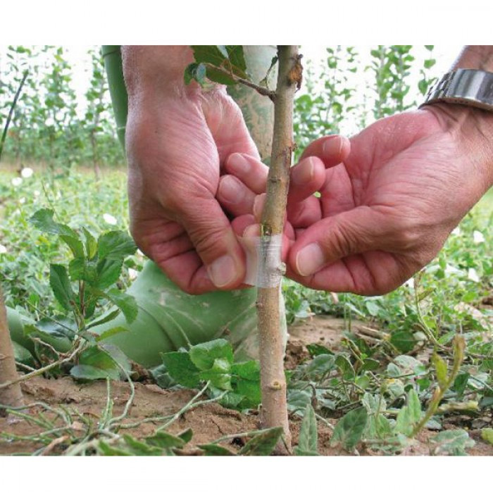 CUỘN BĂNG KEO GHÉP CÂY CHỐNG ẨM TIỆN LỢI - 10cm