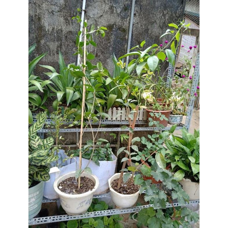 Cây Lan Tỏi_Hồng Anh chiết cành