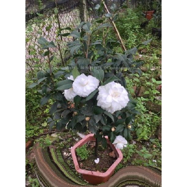 COMBO 2 Bầu cây giống hoa bạch trà, hoa trà trắng cổ hàng cực hiếm, gửi đi nguyên bầu