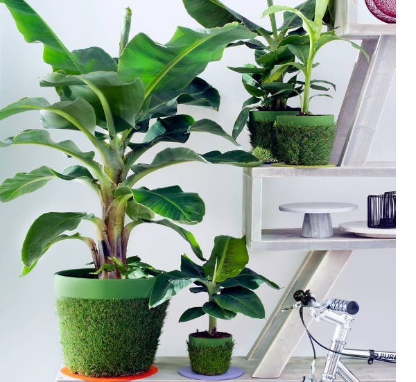 Cây chuối cảnh siêu lùn mini, cây đẹp, giống chuẩn