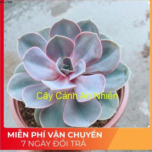 Sen Đá Hồng Tâm