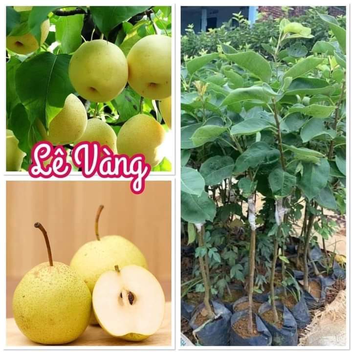 Cây giống lê vàng