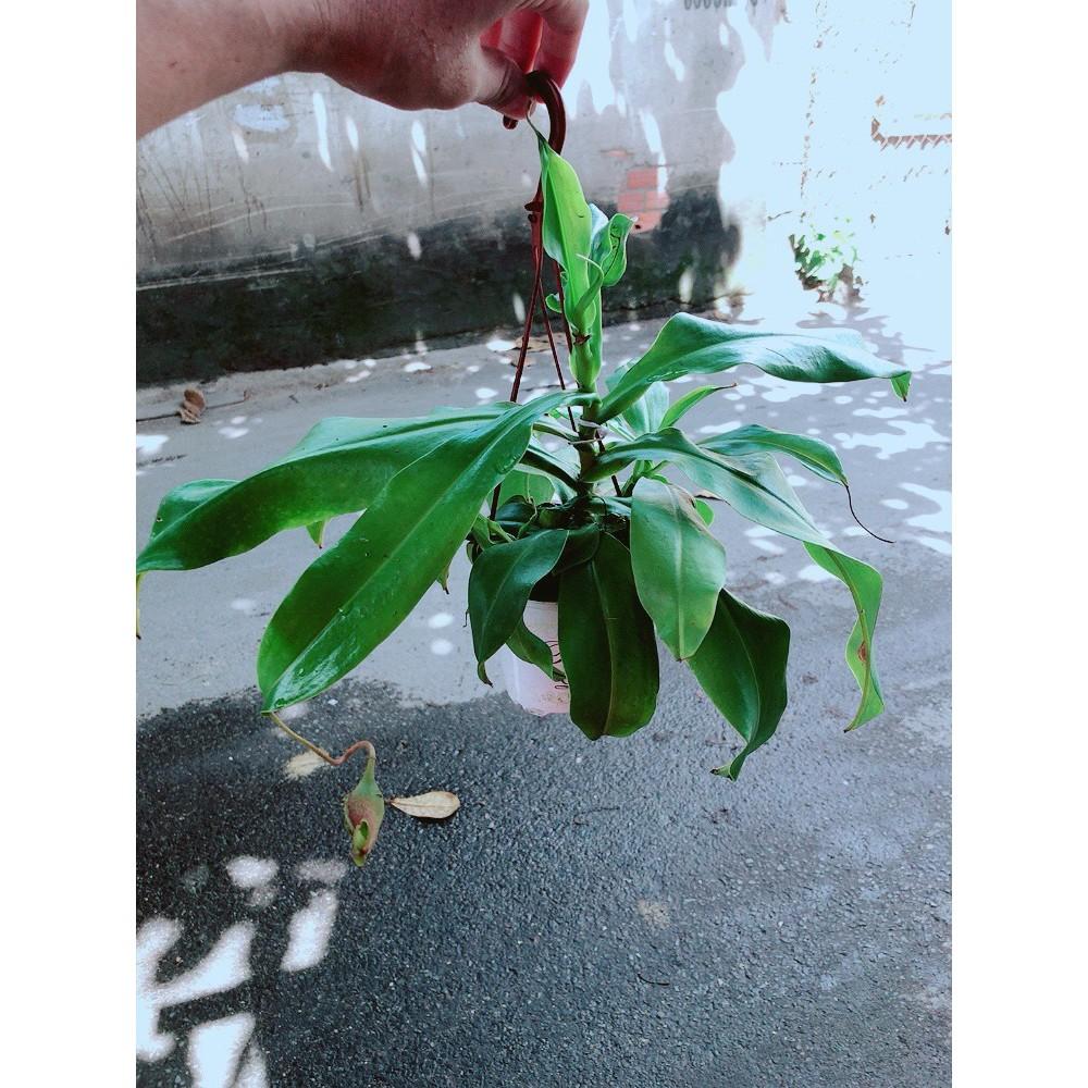 Chậu cây nắp ấm bắt côn trùng