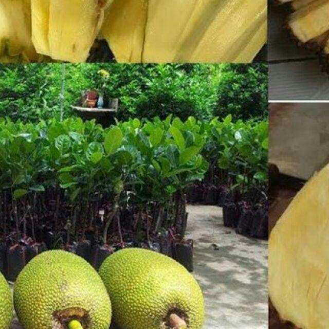 Sản phẩm Cây mít ko hạt cam kết chất lượng