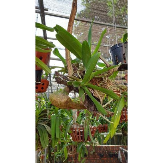 Hoa lan bạch nhạn + 700g phân thỏ hữu cơ