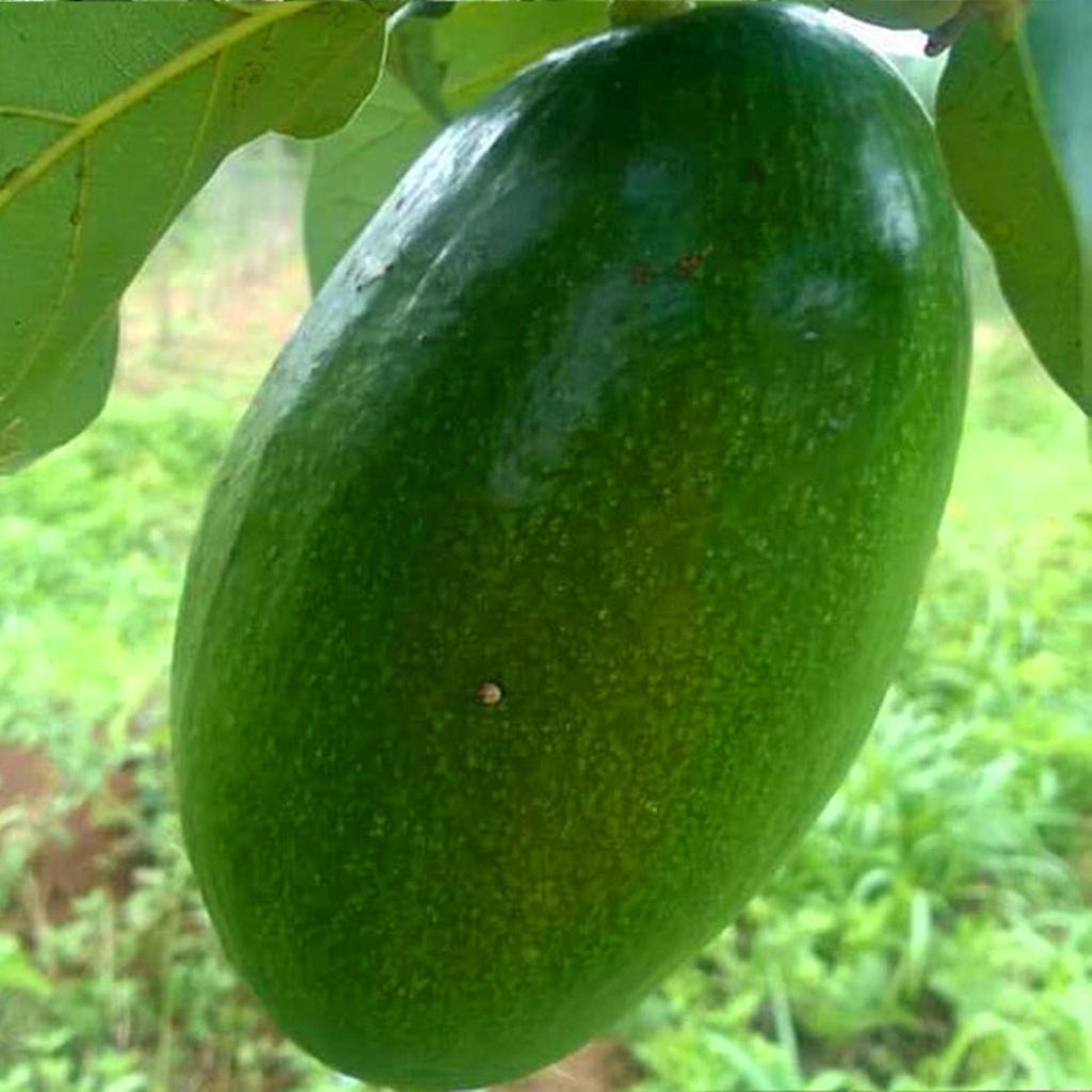 Giống bơ Thành Bích trái to khổng lồ nhất hiện nay