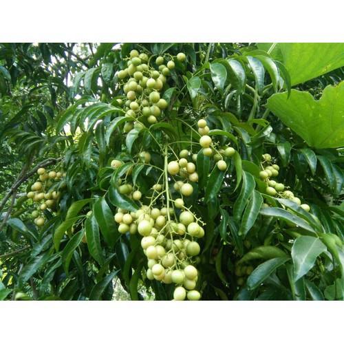 COMBO 10 CÂY GIỐNG CÂY MẮC MẬT , CAM KẾT GIỐNG CHUẨN F1 - CB10CGCMM
