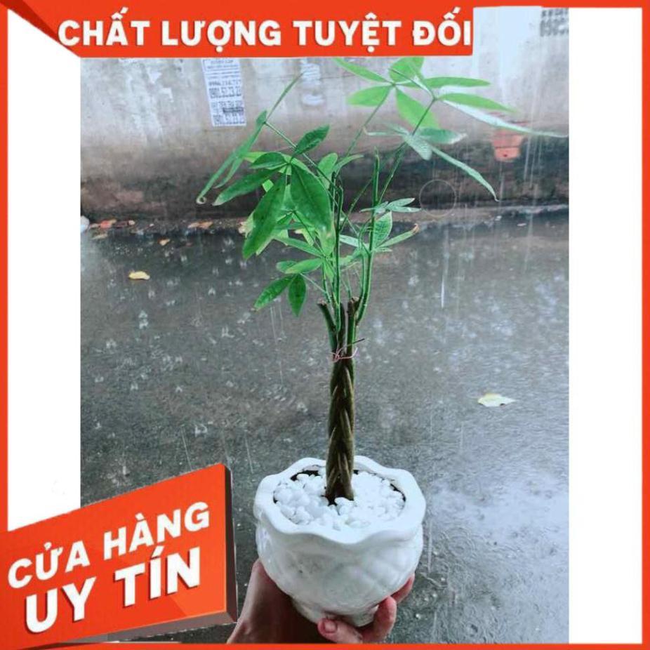 Chậu Kim Ngân 5 Thân Nhiều Người Mua