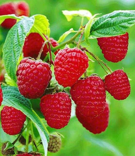 Hạt giống Mâm Xôi Đỏ 30 hạt