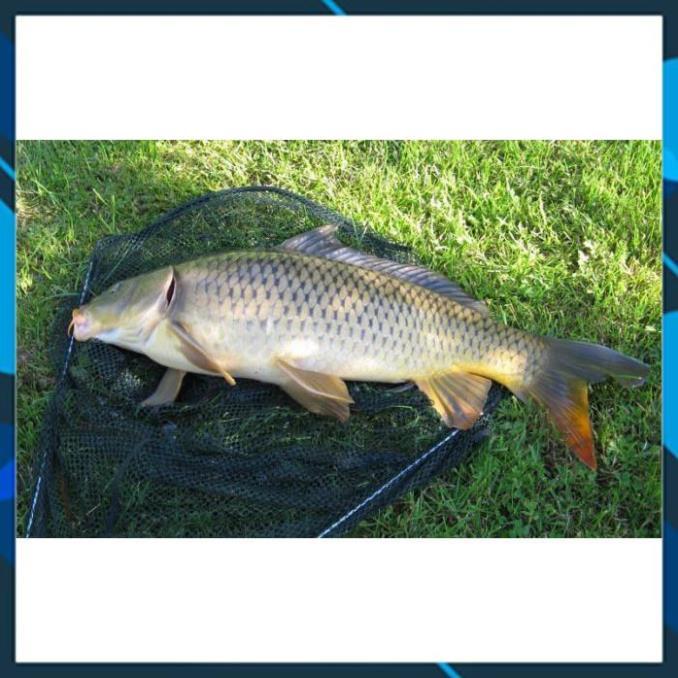 Mồi câu cá tổng hợp cá nheo, cá lăng, cá chim,cá chép 500gam