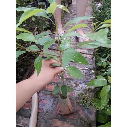 COMBO 2 BẦU CÂY GIỐNG CÂY LONG NÃO - kh11dl
