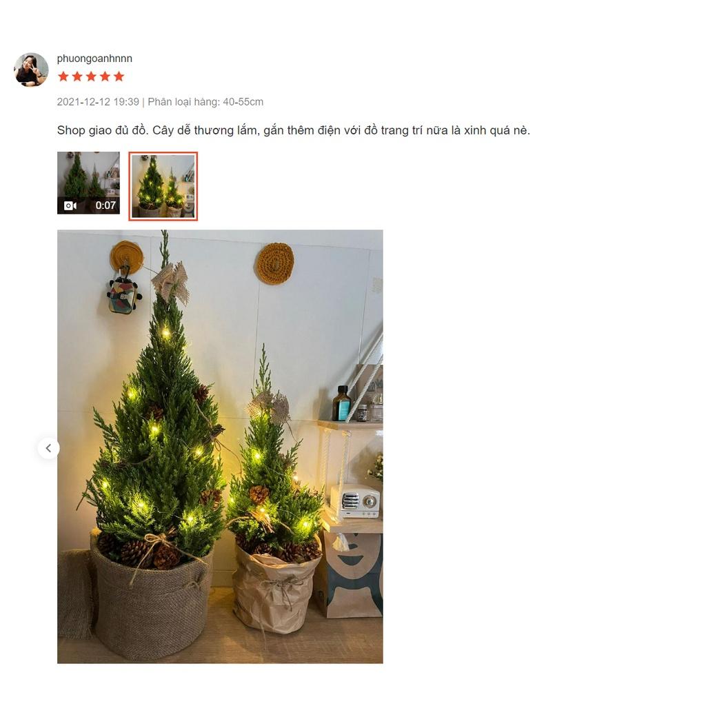 Cây Sơn Tùng Noel, Cây Thông Thật Giáng Sinh + TẶNG kèm giấy Kraft khổ lớn trang trí cây mùa giáng sinh