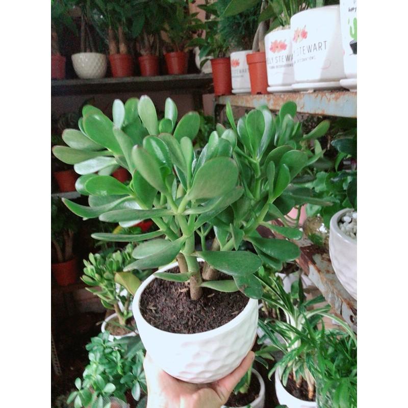 Chậu Cây Ngọc Bích