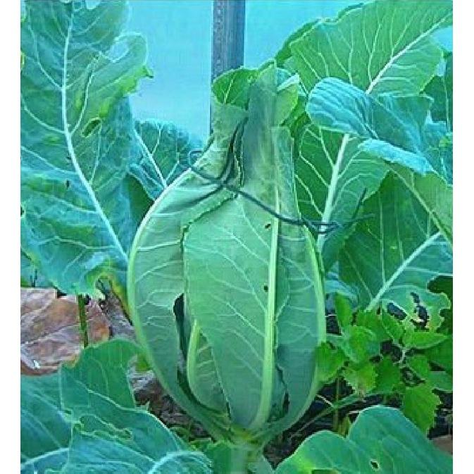 Hạt Giống Súp Lơ Xanh Bông Cải Xanh dể trồng f1-gói 20 hạt-tặng kèm gói phân bón lót