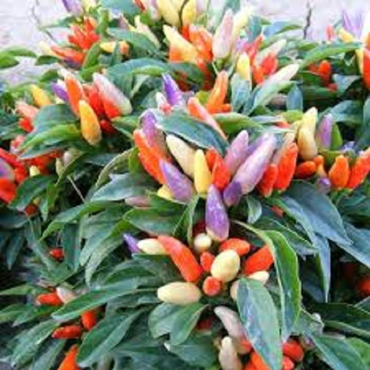 CHẬU CÂY GIỐNG ỚT NGŨ SẮC