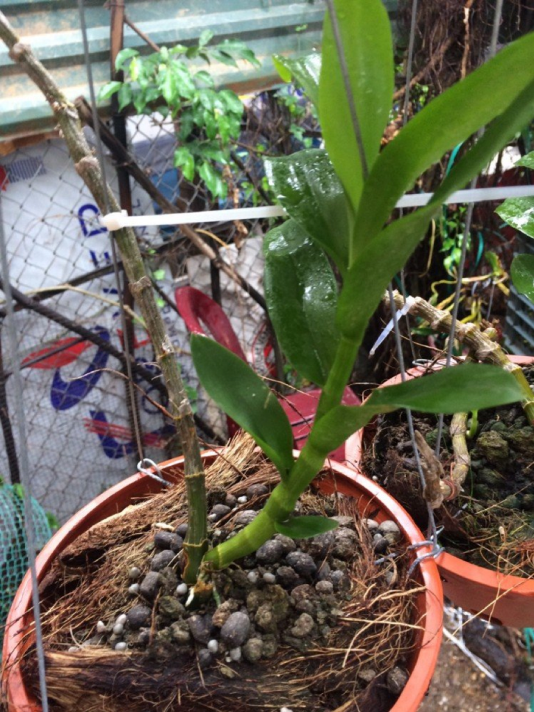 Phi điệp 5 cánh trắng bắc giang, giống phi điệp đột biến 5 cánh trắng bắc giang hoa đẹp hiếm